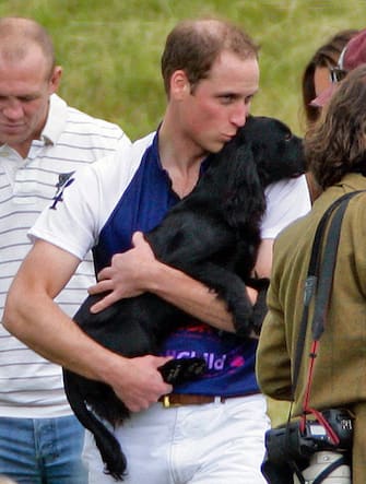 TETBURY, UNITED KINGDOM - JUNE 17: Prince William, Duke of Cambridge carries his dog Lupo attend The Golden Metropolitan Polo Club Charity Cup polo match, in which Prince William, Duke of Cambridge and Prince Harry played, at the Beaufort Polo Club on June 17, 2012 in Tetbury, England. (Photo by Indigo/Getty Images)