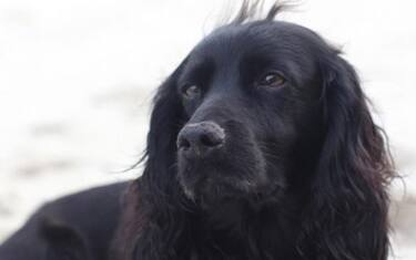 Morto Lupo, il cane di Kate Middleton e del principe William. FOTO
