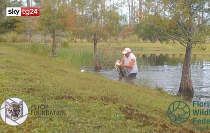 Florida, uomo salva cagnolino dall'alligatore senza buttare il sigaro