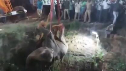 India, salvato elefante caduto in un pozzo profondo 17 metri. VIDEO