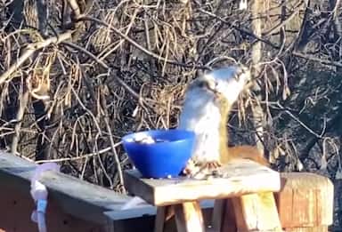 Minnesota, uno scoiattolo si ubriaca mangiando pere fermentate. VIDEO