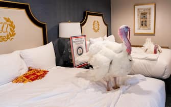 The presidential turkeys ready for grace