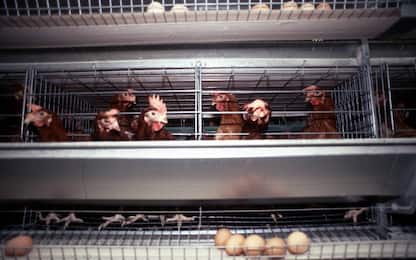 Carne di pollo creata in laboratorio, approvata la vendita a Singapore