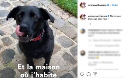 Francia, il cane di Macron in uno spot anti abbandono