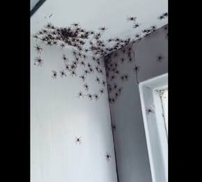 Sydney, la stanza di una bambina invasa dai ragni. VIDEO