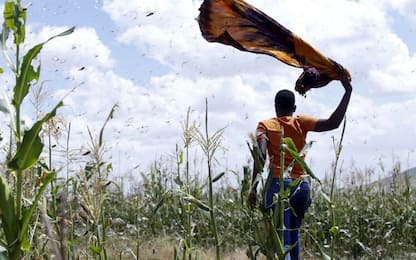 Kenya, invasione di locuste: gli sciami devastano i raccolti. VIDEO