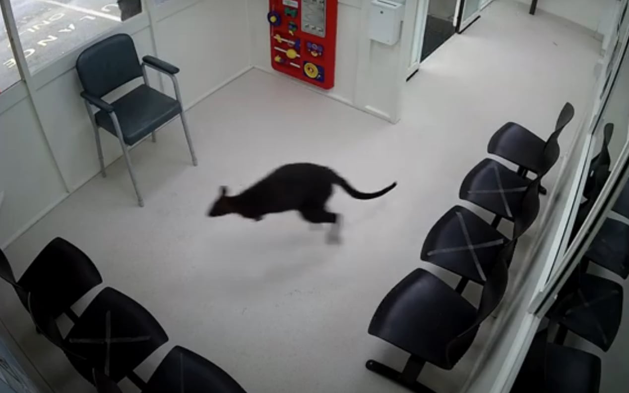 Australia, a wallaby enters the emergency room.  VIDEO