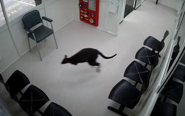 Australia, un wallaby entra in pronto soccorso. VIDEO