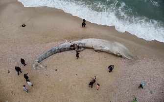 epa09023183 An aerial view shows people standing around a dead 17-meter-long fin whale washed ashore on the Nitzanim Shoreline at the Mediterranean Sea near the city of Ashkelon, Israel, 19 February 2021. The Israel Nature and Parks Authority is investigating the cause of death and claims that fin whales are not common on the eastern side of the Mediterranean  EPA/ABIR SULTAN