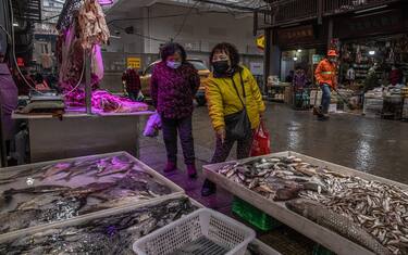 Oms, interrompere vendita animali selvatici in mercati cibo