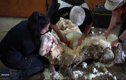 Nuova vita per Baarack, la pecora selvatica con 35 Kg di vello. VIDEO