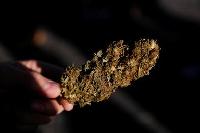 Siracusa, marijuana nascosta tra i rovi: denunciato 21enne