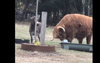Un asino tiene un toro lontano dalla mangiatoia a suon di calci. VIDEO
