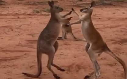 Australia, due canguri si sfidano a pugilato. VIDEO
