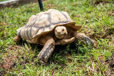 This picture taken on March 29, 2019 shows a sulcata tortoise roaming around a grass patch in the Live Turtle and Tortoise Museum in Singapore. - Hundreds of turtles and tortoises, including rare and endangered species, face an uncertain future after their Singapore sanctuary -- a Guinness World Record holder -- was forced to relocate due to government redevelopment plans. (Photo by Theodore LIM / AFP) / TO GO WITH Singapore-museum-tourism-turtle, FOCUS by Theodore LIM        (Photo credit should read THEODORE LIM/AFP via Getty Images)