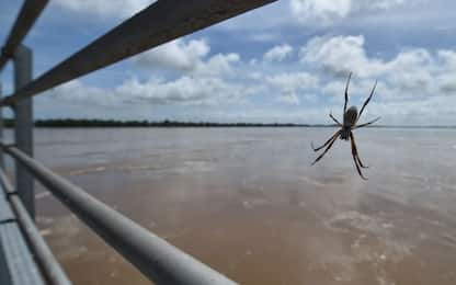Inondazioni in Australia, ragni coprono regione con ragnatele