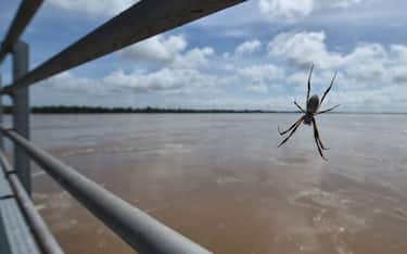 A spider sits in its web on Burdekin Bridge watching floodwaters which have risen some 10 metres in the Queensland town of Ayr on March 30, 2017, after the area was hit by Cyclone Debbie.
Torrential rain hampered relief efforts on March 30 after a powerful cyclone wreaked havoc in northeast Australia, with floods sparking emergency rescues as fed-up tourists wait to be evacuated from resort islands. / AFP PHOTO / PETER PARKS        (Photo credit should read PETER PARKS/AFP via Getty Images)