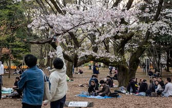 YOYOGI PARK, TOKYO, JAPAN - 2021/03/27: People sit under cherry blossom trees (sakura) at the Yoyogi Park in Tokyo.
Sakura area is blocked by the orange lines to avoid crowds gathering nearby. People enjoy the cherry blossom from a distance. Japanese government ended the state of emergency on 21st March, but urged people not to gather to prevent a resurgence of COVID-19 infections. (Photo by Viola Kam/SOPA Images/LightRocket via Getty Images)