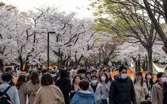 YOYOGI PARK, TOKYO, JAPAN - 2021/03/27: People wearing face masks as a preventive measure against the spread of covid-19 walk under cherry blossom trees (sakura) at the Yoyogi Park in Tokyo.
Sakura area is blocked by the orange lines to avoid crowds gathering nearby. People enjoy the cherry blossom from a distance. Japanese government ended the state of emergency on 21st March, but urged people not to gather to prevent a resurgence of COVID-19 infections. (Photo by Viola Kam/SOPA Images/LightRocket via Getty Images)
