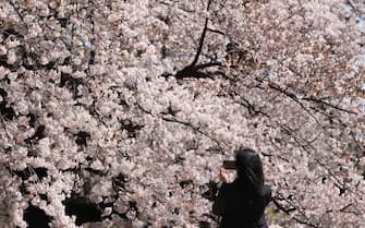 TOKYO, JAPAN - 2021/03/24: A visitor take photos of blooming Sakura trees at the Shinjuku Gyoen National Garden in Tokyo.
Hanami season also known as cherry blossom viewing season started nearly two weeks ahead of schedule in Tokyo. Despite the Coronavirus Pandemic Shinjuku Gyoen National Garden welcomes visitors. Coronavirus related restrictions were put in place to prevent the spread of Covid-19 such as prior online registration as well as limitation of group size and the prohibition of alcohol consumption in the garden. (Photo by Stanislav Kogiku/SOPA Images/LightRocket via Getty Images)