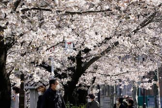 TOKYO, JAPAN - MARCH 24: People wearing face masks walk under cherry blossoms in bloom on March 24, 2020 in Tokyo, Japan. The practice of traditional 'Hanami' parties has officially been banned this year due to the ongoing COVID-19 global pandemic on March 21, 2020 in Tokyo, Japan. (Photo by Toru Hanai/Getty Images)