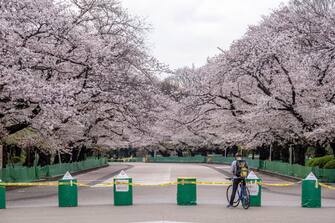 UENO PARK, TOKYO, JAPAN - 2020/03/28: A man taking photos of the sakura at blocked cherry blossom area in Ueno Park during the coronavirus pandemic.
The Tokyo metropolitan government has asked residents to stay at home this weekend as a preventive measure against a surge of new infections of Coronavirus (COVID-19) cases. (Photo by Viola Kam/SOPA Images/LightRocket via Getty Images)