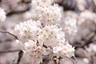 Giappone, fioritura dei ciliegi in anticipo: è record dall'812. FOTO