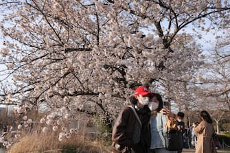 TOKYO, JAPAN - 2021/03/24: Visitors to Ueno Park take selfies in front of a blooming Sakura tree.
The Hanami season started nearly two weeks ahead of schedule in Tokyo. Due to Covid-19 restrictions Hanami picnics are prohibited. (Photo by Stanislav Kogiku/SOPA Images/LightRocket via Getty Images)