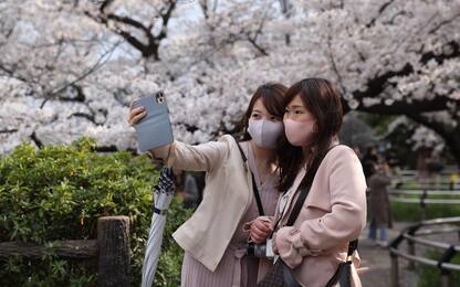Giappone, fioritura dei ciliegi in anticipo: è record dall’812. FOTO