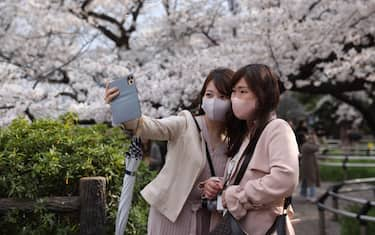 CHIYODA, TOKYO, JAPAN - 2021/03/26: Women take selfies in front of blooming Sakura trees at the Chidorigafuchi Park near the Imperial Palace in Tokyo.
After the state of emergency was cancelled on March 21st 2021 in Tokyo, residents can enjoy the Hanami (Cherry blossom viewing) season with minimal restrictions. Although picnics, gathering of large crowds and alcohol consumption is prohibited, people can walk freely through public parks. (Photo by Stanislav Kogiku/SOPA Images/LightRocket via Getty Images)