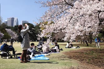 TOKYO, JAPAN - 2021/03/24: Visitors take photos of blooming Sakura trees at the Shinjuku Gyoen National Garden in Tokyo.
Hanami season also known as cherry blossom viewing season started nearly two weeks ahead of schedule in Tokyo. Despite the Coronavirus Pandemic Shinjuku Gyoen National Garden welcomes visitors. Coronavirus related restrictions were put in place to prevent the spread of Covid-19 such as prior online registration as well as limitation of group size and the prohibition of alcohol consumption in the garden. (Photo by Stanislav Kogiku/SOPA Images/LightRocket via Getty Images)