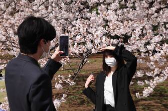TOKYO, JAPAN - 2021/03/24: Visitors take photos next to blooming Sakura trees at the Shinjuku Gyoen National Garden in Tokyo.
Hanami season also known as cherry blossom viewing season started nearly two weeks ahead of schedule in Tokyo. Despite the Coronavirus Pandemic Shinjuku Gyoen National Garden welcomes visitors. Coronavirus related restrictions were put in place to prevent the spread of Covid-19 such as prior online registration as well as limitation of group size and the prohibition of alcohol consumption in the garden. (Photo by Stanislav Kogiku/SOPA Images/LightRocket via Getty Images)