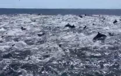 Centinaia di delfini nuotano lungo la costa della California. VIDEO