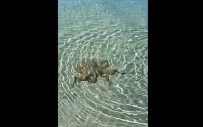 Australia, polpo gigante aggredisce geologo in spiaggia. VIDEO