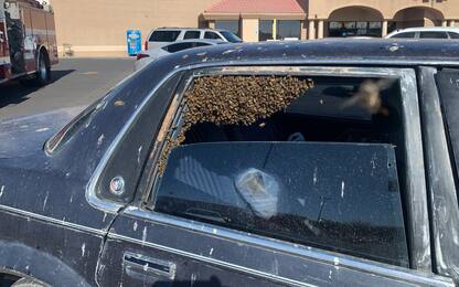 New Mexico, parcheggia l'auto e al ritorno trova sciame di api. VIDEO