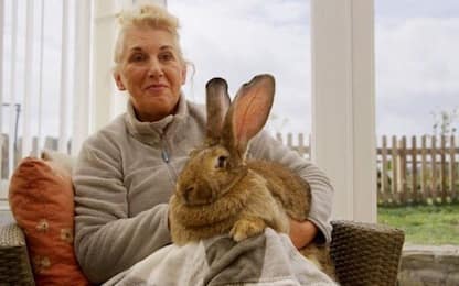 Gran Bretagna, rapito il coniglio più grande del mondo