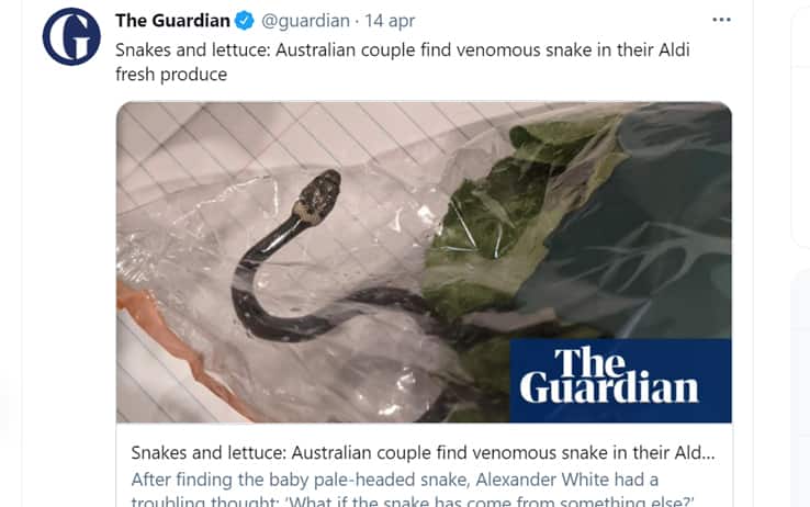 Il tweet del Guardian con l'immagine del serpente