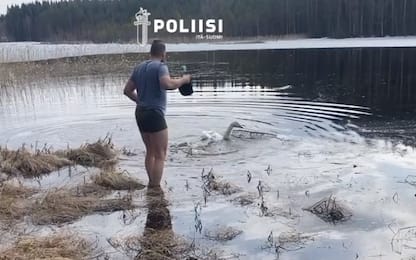 Finlandia, poliziotto salva cigno rimasto intrappolato in rete. VIDEO