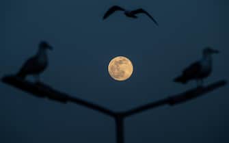 epaselect epa09162307 Gulls fly over the Bosphorus as the super full moon rises, in Istanbul, Turkey, 26 April 2021. The super full moon is named this way because it is at its closest to earth and thus appears bigger than a normal full moon.  EPA/SEDAT SUNA