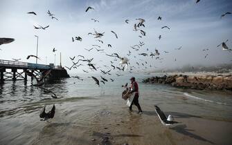 epa07545813 A fisherman works surrounded by seagulls at a port of the coast of El Quiosco, in Valparaiso, Chile, 03 May 2019.  EPA/Alberto Valdes