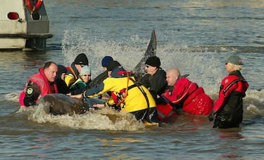 Rescuers battle to save a 15ft northern bottle-nosed whale in the River Thames, London, near Albert Bridge, Saturday January 21, 2006. The whale swam into central London yesterday, making its way as far up as Chelsea. See PA story ANIMALS Whale. PRESS ASSOCIATION Photo. Photo credit should read: Gareth Fuller / PA.   (Photo by Gareth Fuller - PA Images/PA Images via Getty Images)