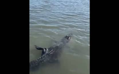 Usa, pescatore aggancia coccodrillo con sua canna da pesca. VIDEO