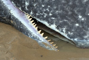 CORNWALL, UNITED KINGDOM - JULY 10: A female sperm whale stranded on a Cornish beach has died on the shore, on July 10, 2016 in Cornwall, England.

The creature, measuring 40 feet, was discovered on its side in the shallows at Perranporth beach when the tide went out. Marine specialists said being out of the water for so long would have caused internal injuries and, even if they could refloat her, she would probably not survive.

PHOTOGRAPH BY Graham Stone / Barcroft Media

London-T:+44 207 033 1031 E:hello@barcroftmedia.com -
New York-T:+1 212 796 2458 E:hello@barcroftusa.com -
New Delhi-T:+91 11 4053 2429 E:hello@barcroftindia.com www.barcroftimages.com (Photo credit should read Graham Stone / Barcroft Media / Barcroft Media via Getty Images)