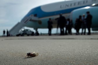 A cicada lands on the tarmac near Air Force One at Andrews Air Force Base in Maryland on June 9, 2021, before US President Joe Biden departs for the UK and Europe to attend a series of summits. - President Biden departed Washington early Wednesday on the first foreign trip of his presidency, launching an intense series of summits with G7, European and NATO partners before a tense face-to-face with Russia's Vladimir Putin. (Photo by Brendan Smialowski / AFP) (Photo by BRENDAN SMIALOWSKI/AFP via Getty Images)