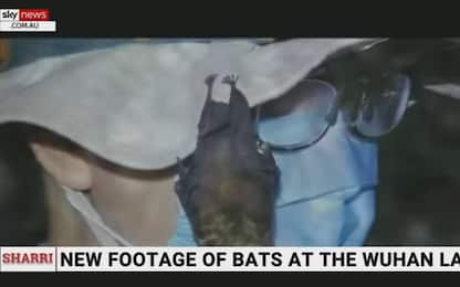 Covid, SkyNews Australia: "Pipistrelli nel laboratorio di Wuhan"