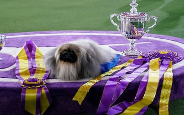 Pekingese dog "Wasabi" is seen with the trophy after winning Best in Show at the 145th Annual Westminster Kennel Club Dog Show June 13, 2021 at the Lyndhurst Estate in Tarrytown, New York. - Spectators are not allowed this year, apart from dog owners and handlers, because of safety protocols due to Covid-19. (Photo by TIMOTHY A. CLARY / AFP) (Photo by TIMOTHY A. CLARY/AFP via Getty Images)