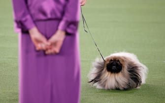 1323424593 TARRYTOWN, NEW YORK - JUNE 13: Wasabi the Pekingese competes in Best in Show at the 145th Annual Westminster Kennel Club Dog Show on June 13, 2021 in Tarrytown, New York. Spectators are not allowed to attend this year, apart from dog owners and handlers, because of safety protocols due to Covid-19. (Photo by Michael Loccisano/Getty Images)