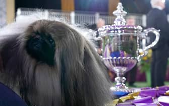Pekingese dog "Wasabi" is seen with the trophy after winning Best in Show at the 145th Annual Westminster Kennel Club Dog Show June 13, 2021 at the Lyndhurst Estate in Tarrytown, New York. - Spectators are not allowed this year, apart from dog owners and handlers, because of safety protocols due to Covid-19. (Photo by TIMOTHY A. CLARY / AFP) (Photo by TIMOTHY A. CLARY/AFP via Getty Images)