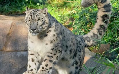 Coronavirus, positivo leopardo delle nevi dello zoo di San Diego