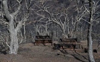 Incendio in Algeria Alberi devastati da uno degli incendi che hanno colpito l'Algeria nell'agosto 2021